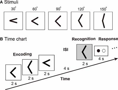 Asymmetric Functional Connectivity of the Contra- and Ipsilateral Secondary Somatosensory Cortex during Tactile Object Recognition